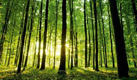 o.v tropisch hardhout. Tropisch hardhout is nagenoeg uitsluitend afkomstig uit bedreigde regenwouden.