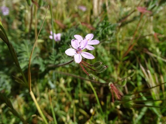 vxqjq8_tmko Ik beperk me dan ook tot de hoogte punten van de waargenomen fauna en flora.