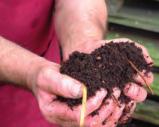 Een voorbeeld van groen materiaal Een voorbeeld van bruin materiaal Een handvol rijpe compost In een groenregio organiseert de IGV, naast inzameling op het recyclagepark, ook ophaling van tuinafval