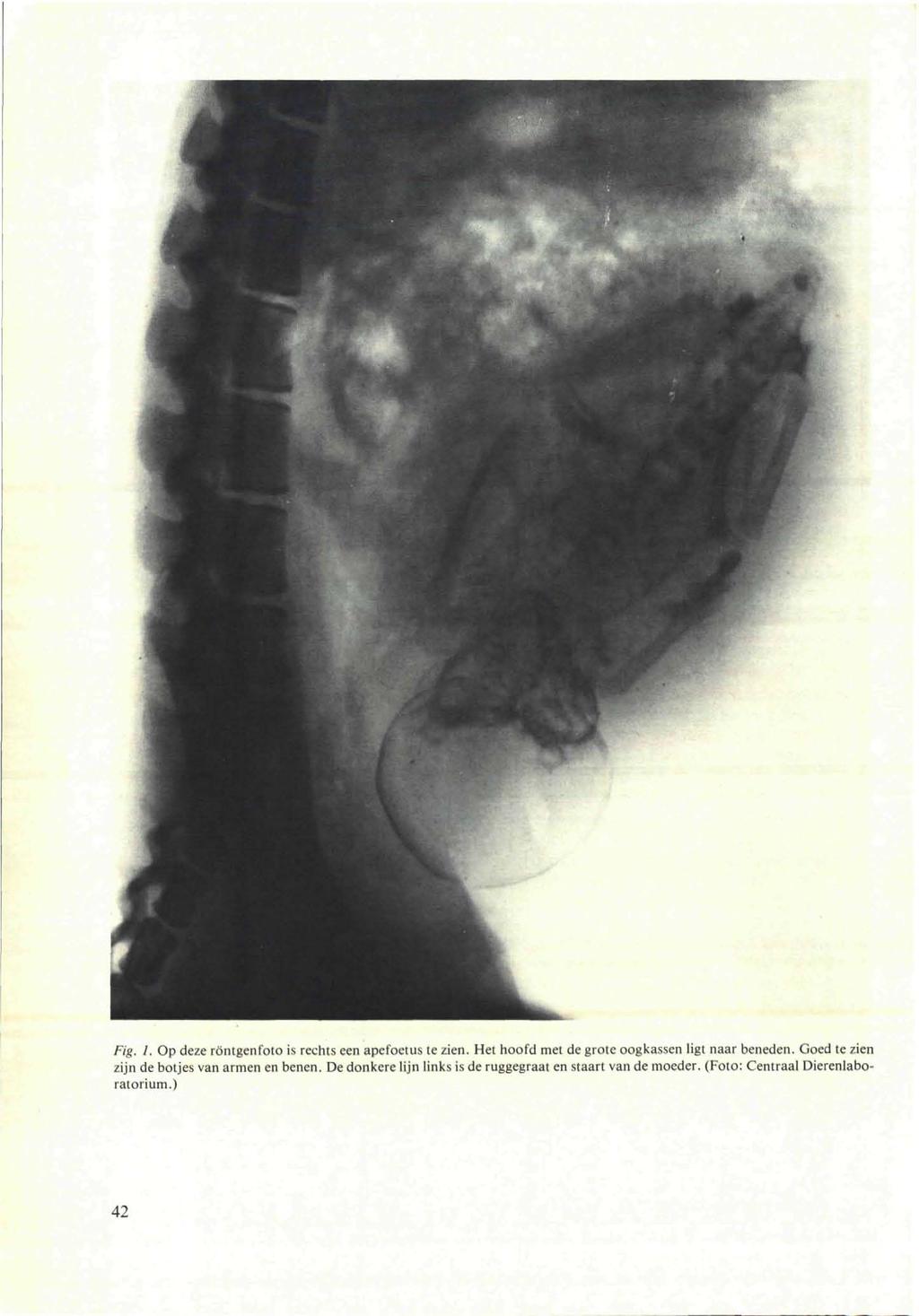 Fig. J. Op deze röntgenfoto is rechts een apefoetus te zien. Het hoofd met de grote oogkassen ligt naar beneden.