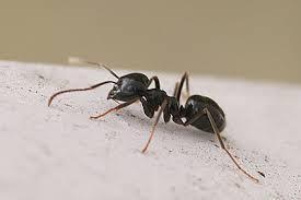 Mieren Hoe herkent u een mier? (Tuin)mieren Mieren zijn op zich onschadelijk en alleen bij grote aantallen hinderlijk, zeker als ze bij ons voedsel komen.