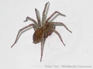 Spinnen Hoe herkent u een spin? Spinnen hebben acht poten en zijn insecteneters. Veel spinnen vangen via een web muggen en vliegen. Er bestaan ook spinnen die zonder web voedsel vinden.