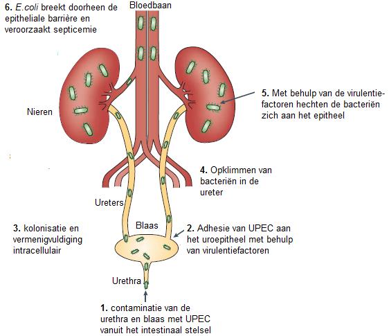 verdedigingsmechanismen van de gastheer (Smee, et al., 2013a). Indien de bacteriën erin zijn geslaagd een cystitis uit te lokken, kan er inflammatie optreden.