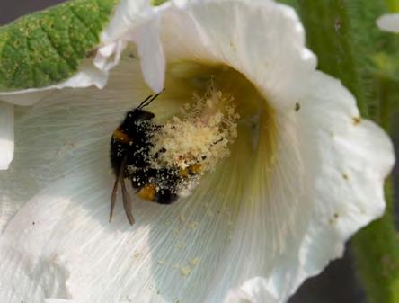 Meerwaarde van publiciteit Het bloemenlint leverde veel lokale publiciteit op. Broer: Er doen veel mensen mee, waaronder kinderen van verschillende scholen.