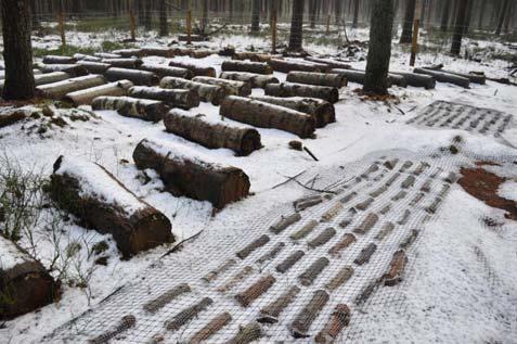 een doctoraalvak bosbouw in Wageningen,