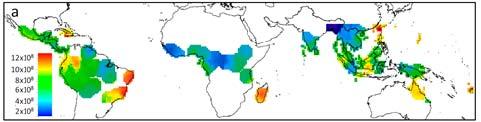 000-25.000 boomsoorten in Amerika 4.500 6.000 boomsoorten in Afrika 1% boomsoorten maakt 50% biomassa Slik et al.