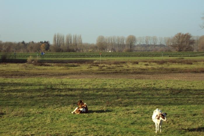 Aan de overkant van de IJssel zal begin 2013 begonnen worden met de dijkverlegging in het kader van Ruimte voor de Rivier.