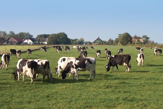 Bruikbaarheid van een Tankmelk ELISA voor het aantonen van longwormuitbraken Door: Drs.