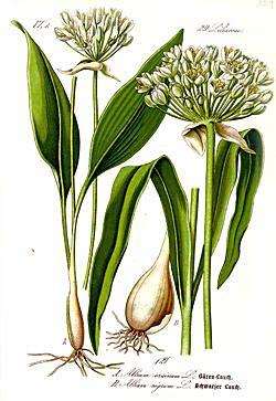 Verschillen Allium-soorten Allium giganteum