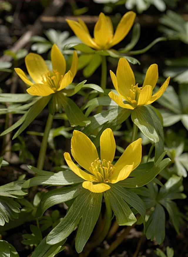 Eranthis hyemalis