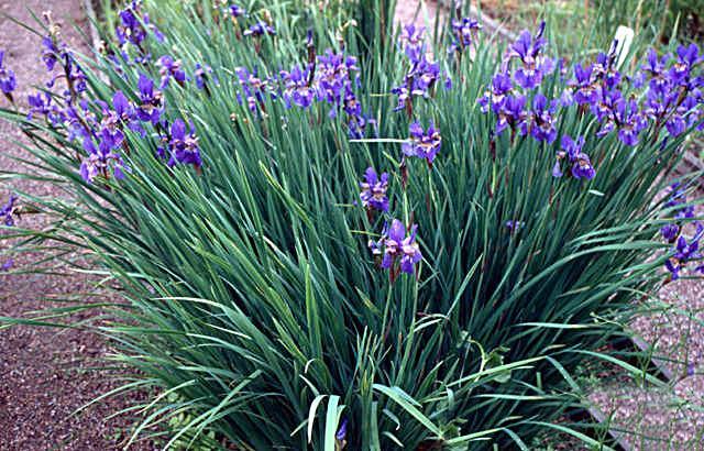 Iris reticulata