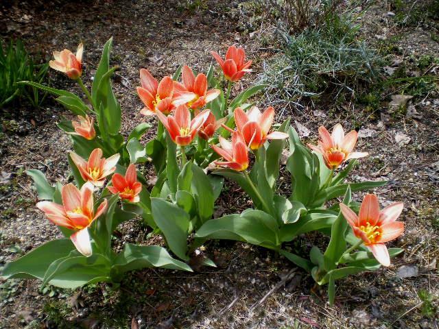 Tulipa kaufmanniana