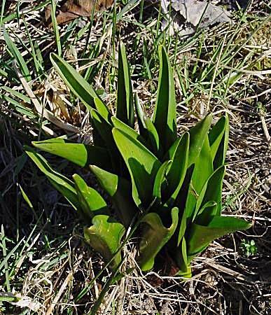 Colchicum autumnale