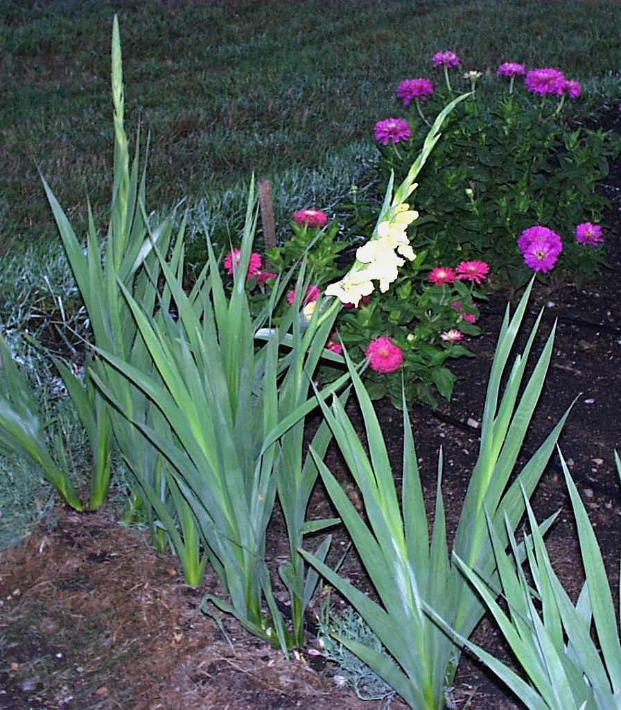 Gladiolus hybriden Zwaardvormig blad, in