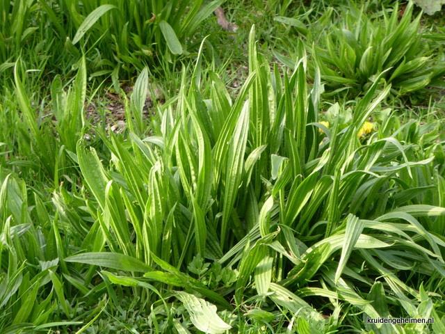 Plantag lancelata Plantag majr - Was de planten grndig. - Geef elk kind een klein kmmetje met weegbree blaadjes en zaden in. Geef elk kind een tweede kmmetje dat leeg is.