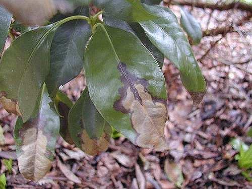 Bladverbruining Camellia: