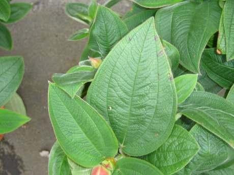 Bij bedrijf 1, 2 en 6 waren de percentages planten met bladranden het