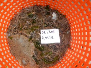 5l vis # soorten: 13 Syngnathus rostellatus; Crangon crangon volume kwal 5l (zeepaddestoel