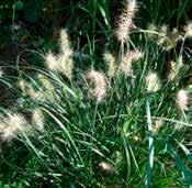 Vedergras Stipa tenuissima Pony Tails Een zeer compacte rechtopstaande siergras.