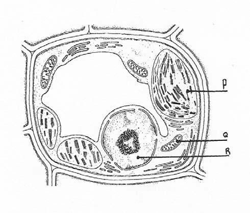 BIOLOGIE Pag 10 5 Oefenvragen over celorganellen 1 De organisatie binnen een cel komt sterk overeen met de organisatie binnen een land: veel structuren hebben in een cel en in een land vergelijkbare