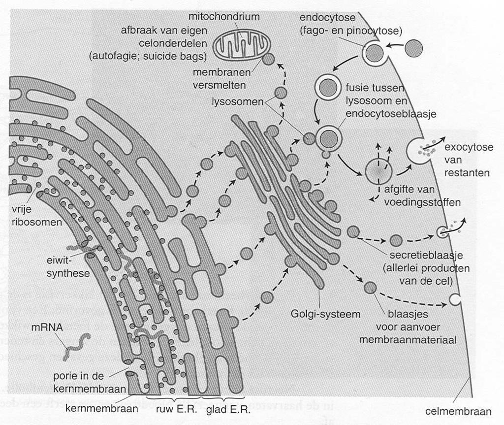 BIOLOGIE Pag 7 GOLGI-SYSTEEM - op elkaar gestapelde membranen waaruit door afsnoering aan de zijkanten blaasjes ontstaan. - sommige blaasjes bevatten enzymen en heten lysosomen.