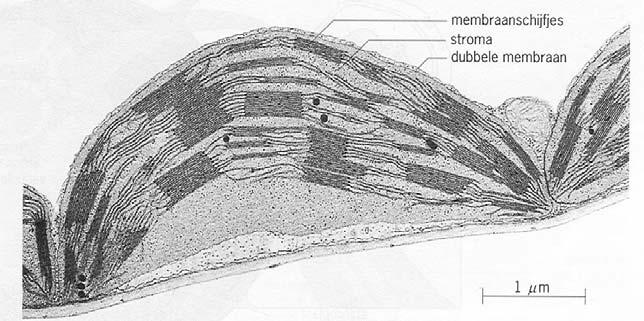 BIOLOGIE Pag 8 CELSKELET (microtubuli) EN CELSPIEREN (microfilamenten) - microtubuli zorgen dat de vorm van de cel gehandhaafd blijft.
