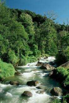 Net voor het hoogste punt (3300m) daal je af naar de prachtige groene vallei, uitgesleten door de rivier de Savegre, waar San Gerardo de Dota ligt (2500m).