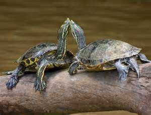 De naam Tortuguero betekent eigenlijk schildpaddenjager en verwijst naar de tijd toen het nog legaal was om op schildpadden te jagen.