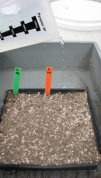 voldoende water Check op dag 3 en 4 bij enkele bakken de wortellengte van de zaden Zijn de wortels 1 cm lang dan kan het onderwaterproces van start.