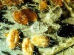 schimmels Aschersonia aleyrodes of Verticillium lecanii; op foto d zijn de gele wittevliegpoppen geïnfecteerd met een schimmel).