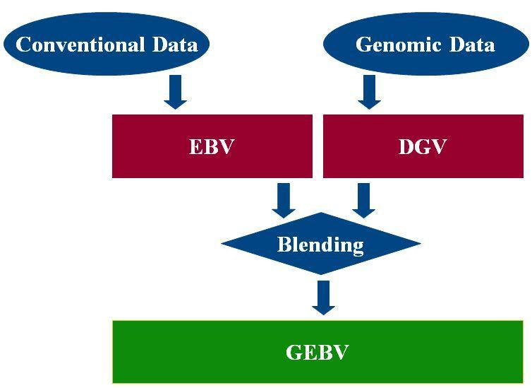 Blendng PSR systeem Fguur 1. e ntegrate van genomsche en conventonele data bj blendng (l.) en bj gebruk van pseudo-records (r.) n schematsche vorm.