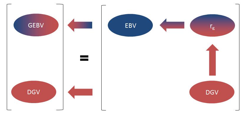 Fguur 3. Schematsche weergave van de maner waarop genomc data (V) de fokwaarde van een der verandert n een EBV volgens het eerder beschreven systeem van formules.