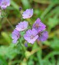 Geranium