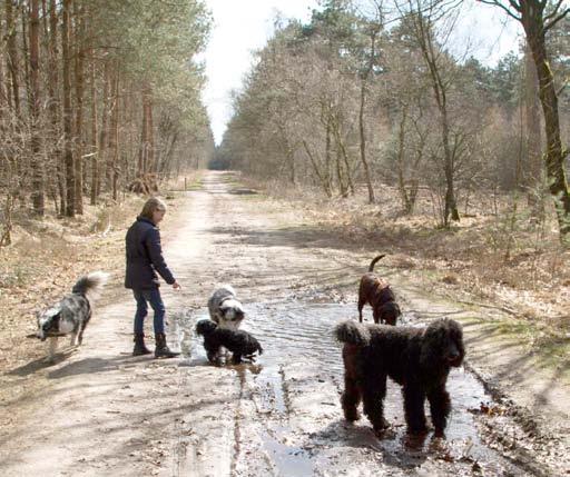 Kempische hondenwandelclub Anderhalf jaar geleden richtte Wilma Verbeek de Kempische Hondenwandelclub op. Iedereen die graag in een groep met de honden gaat wandelen kon en kan zich aansluiten.