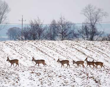 ONDER DE LOEP Wordt ingevoerd wild ook gecontroleerd? Ingevoerd wild moet aan dezelfde normen voldoen als Belgische producten, ongeacht de herkomst ervan.