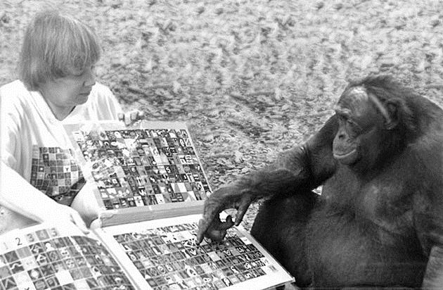 Apen kunnen meer dan we denken.