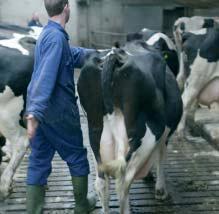 Zorg ervoor dat je net voor de koe loopt. Zo geef je de koe niet de ruimte om te gaan rennen. Leid de koe naar de plek waar je haar wilt hebben en zet de koe vast met de paardenknoop.