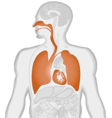 Wat zijn veel voorkomende beroepsziekten? Vooral de longen en andere organen die bij mensen de ademhaling mogelijk maken kunnen beschadigingen oplopen.