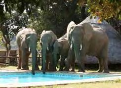 South Luangwa heeft een gezonde populatie luipaarden maar ze zijn niet gemakkelijk te zien, hoewel de trackers tijdens de avond game drives vaak in staat zijn om ze te vinden.