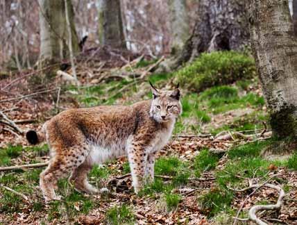 De Lynx UK Trust heeft echter voortvarend het initiatief genomen om de lynx weer terug te brengen. Dit project is momenteel in volle gang en een vergunningaanvraag ligt klaar.