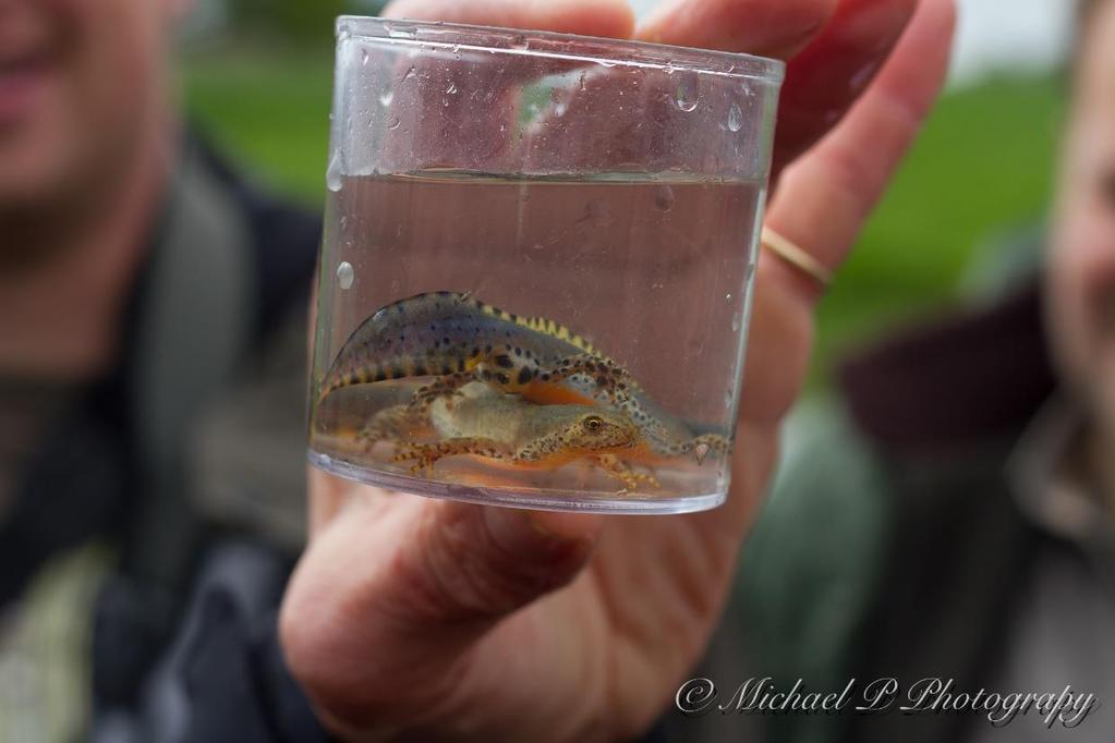 De alpenwatersalamander (Triturus alpestris) Deze salamander is vooral herkenbaar aan de egaal oranje