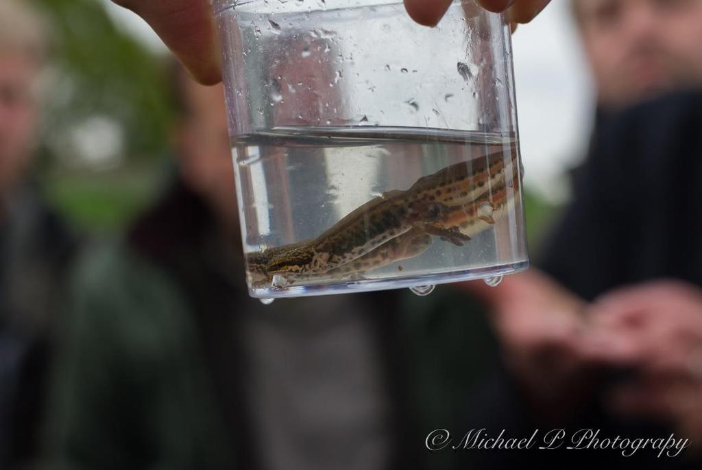 De vinpootsalamander of draadstaartsalamander (Triturus helveticus) Iets kleiner dan de kleine watersalamander (tot 9cm) en vooral