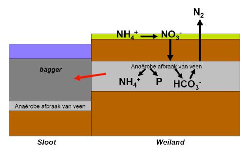 Ontwerp Natura 2000 beheerplan Polder Westzaan Provincie Noord-Holland 74 Bij de reductie van ijzer en sulfaat wordt FeSx gevormd, waarbij de fosfaatbindingscapaciteit afneemt.