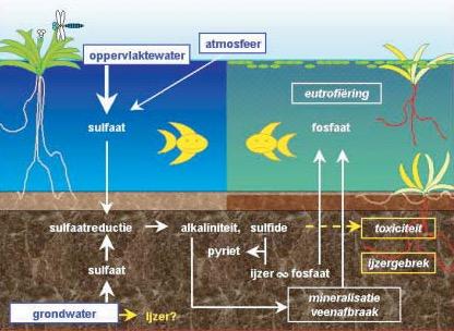 Ontwerp Natura 2000 beheerplan Polder Westzaan Provincie Noord-Holland 75 De bijdrage van nitraat aan de interne eutrofiëring is waarschijnlijk afhankelijk van de NO3- : SO42- ratio.