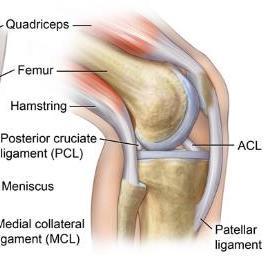 - Voorste kruisbandletsels - Zijaanzicht rechterknie Hamstring Bovenbeen Quadriceps activatie =