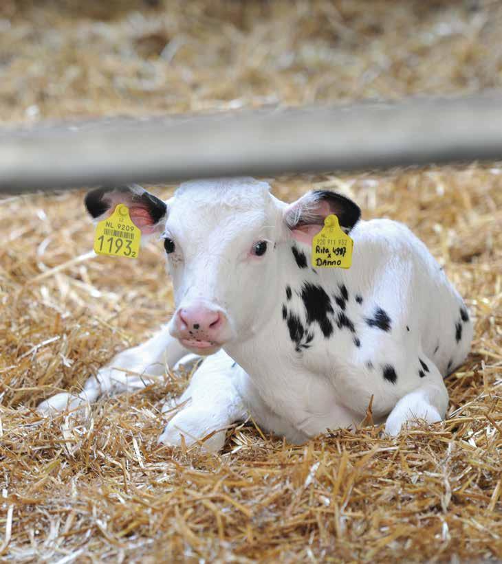 Kalverhouderij De sector heeft geïnvesteerd in een betere opvang van kalveren tijdens de eerste weken op vleeskalverbedrijven. Daartoe is onder meer een tienpuntenplan opgesteld.