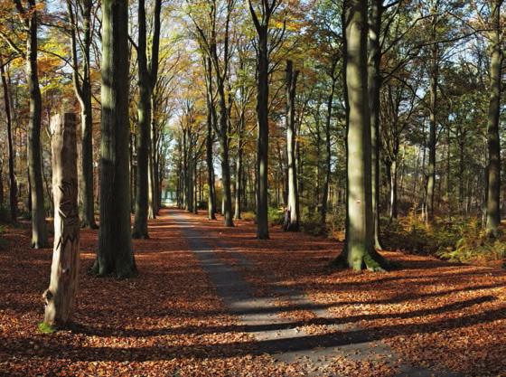 Dit wordt vaak als een belangrijk knelpunt aanzien in combinatie met recreatie : hoe kan je de veiligheid voldoende garanderen en vinden de recreanten dit niet storend, al die dode bomen en takken