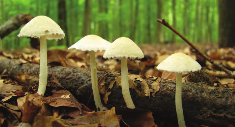 Het seizoen kwam op gang met de vondst van behoorlijke aantallen rosse stekelzwammen (RL categorie B) in de buurt van het bosreservaat. En dan barste het helemaal los.