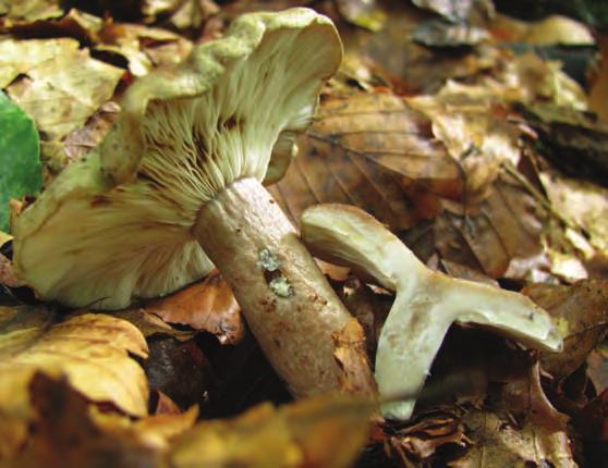 ne bloedsteelmycena (met opvallend roze snede), bleke franjehoed, fraaisteelmycena (op eik) en geschubde stropharia.