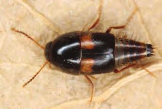 stoelkevers is dit de enige zwarte soort. Het is een Oost-Europese, continentale soort die leeft in boomzwammen, voornamelijk op haagbeuk.